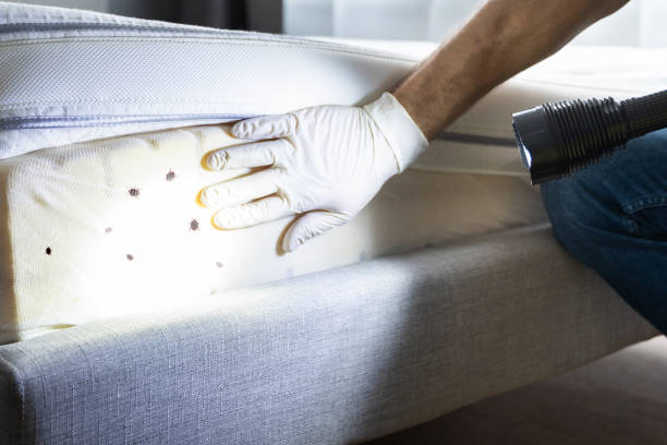 Best Local Pest Control Services  in Castle Rock, CO