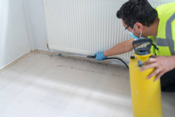 Best Flea Control Services  in Castle Rock, CO